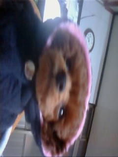 갈색 애플리푸들 찾아요_대전 중구 대흥동