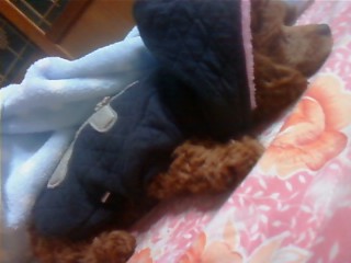 갈색 애플리푸들 찾아요_대전 중구 대흥동