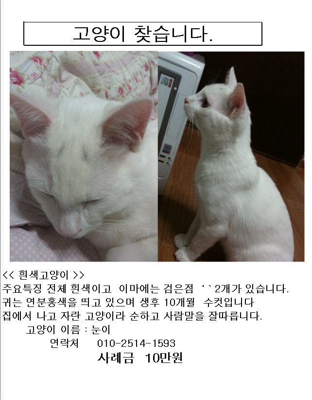 고양이 찾습니다. 화곡동