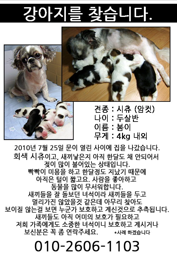 송파구 회색 시츄(암컷) 봄이를 찾습니다.