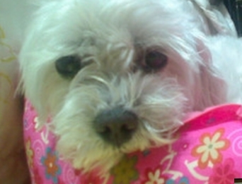 대구 수성구-말티즈(미미), 수컷 8살 찾아요