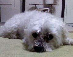 대구 수성구-말티즈(미미), 수컷 8살 찾아요