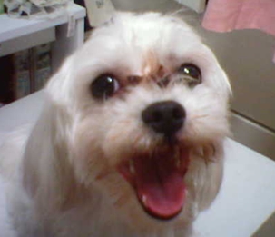 대구 수성구-말티즈(미미), 수컷 8살 찾아요