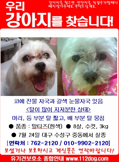 대구 수성구-말티즈(미미), 수컷 8살 찾아요