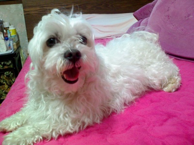 대구 수성구-말티즈(미미), 수컷 8살 찾아요