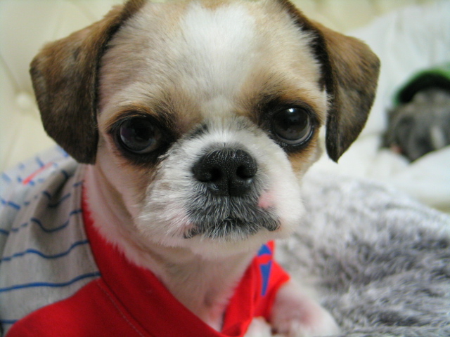 [춘천 의암댐 주변] 시추 남아 찾아주세요!!!