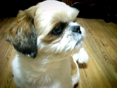 [춘천 의암댐 주변] 시추 남아 찾아주세요!!!