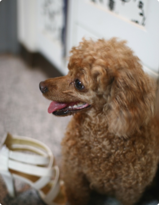 부산 사하구 갈색여아푸들 보호중입니다.(을숙도방향)