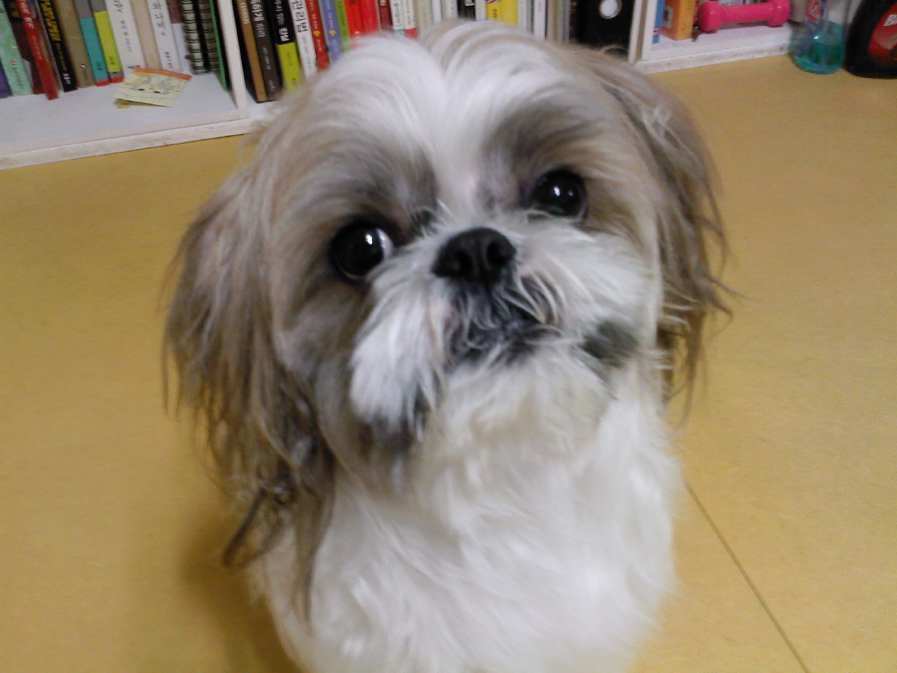 경북 영주시 풍기 8년된 시츄(수컷)을 찾고 있습니다