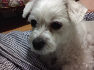 서울 양천구 신월7동 길훈아파트 뒷 지양산 -흰색 마르티스)아지찾아요