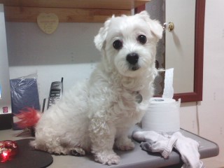 서울 양천구 신월7동 길훈아파트 뒷 지양산 -흰색 마르티스)아지찾아요