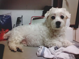 서울 양천구 신월7동 길훈아파트 뒷 지양산 -흰색 마르티스)아지찾아요