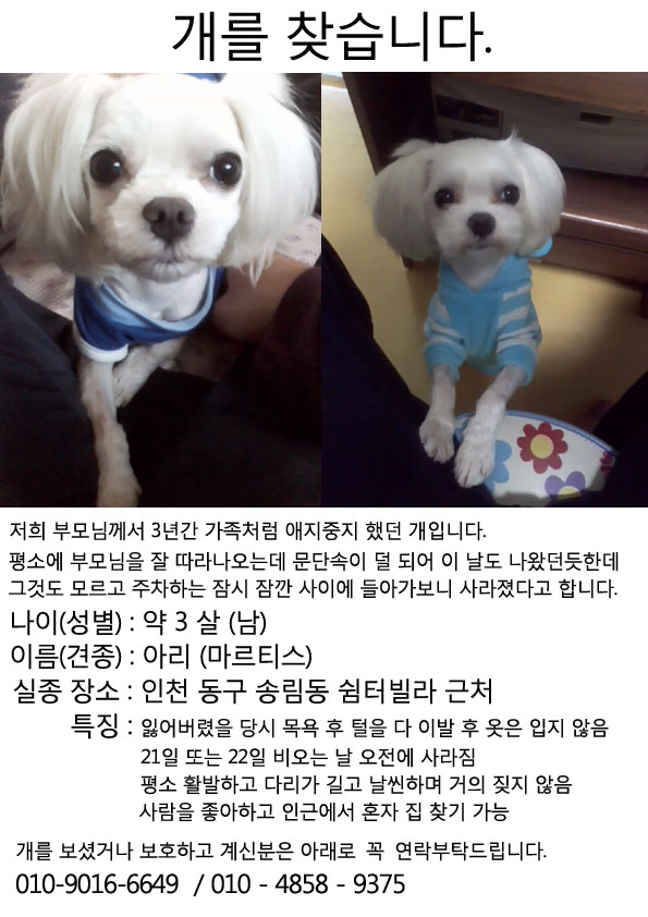 [인천 동구] 마르티스종 아리를 찾습니다.