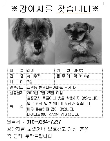 [수원시 장안구 조원동]슈나우저 찾아요..