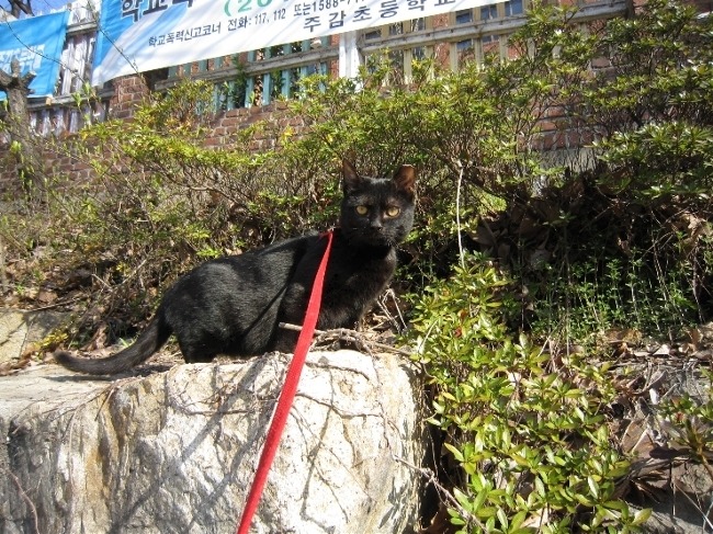 [남양주]귀 커팅된 올블랙 냥이 찾아주세요!!