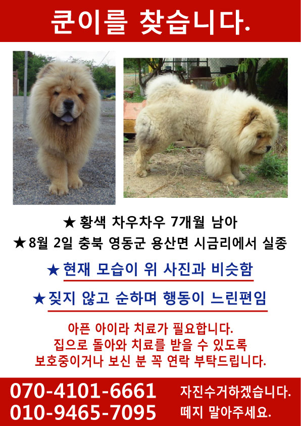 우리 차우를 찾게 도와주세요 ㅡ.ㅜ