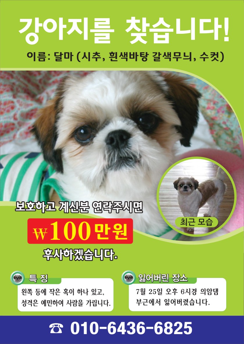 [춘천] 7/25 의암댐 주변에서 시츄 잃어버렸어요. 사례금100만원