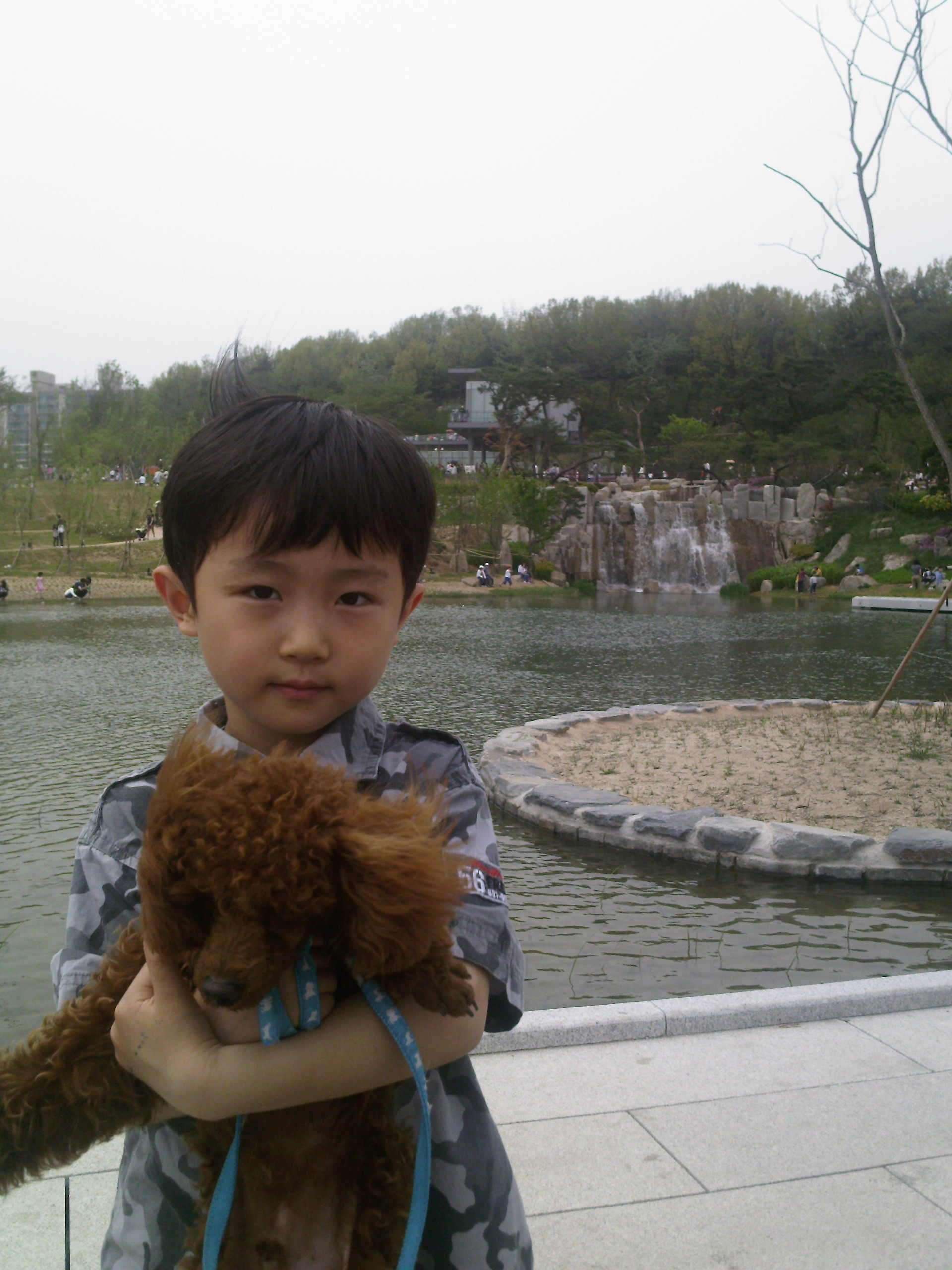 경기도 양평에서 잃어버린 갈색푸들을 찾습니다!