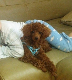 경기도 양평에서 잃어버린 갈색푸들을 찾습니다!