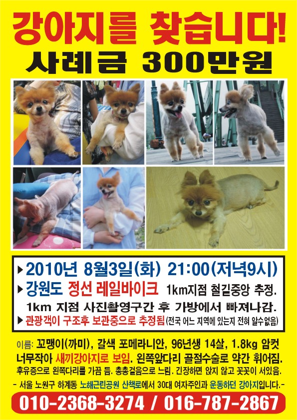 ★찾습니다! 정선레일바이크 운행중 떨어진 강아지 보신분 / 사례300만원