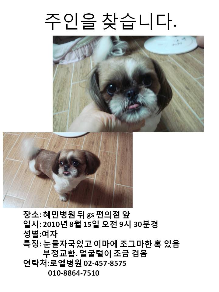 자양동 주인찾아요..시츄