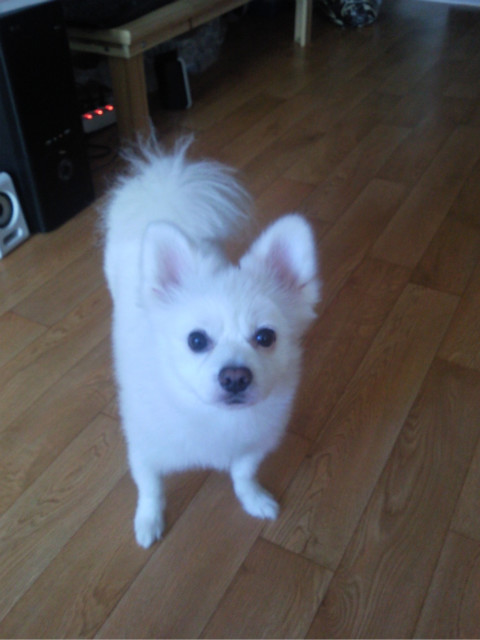 인천 서구 원당동 화이트 포메라니언 찾아요.