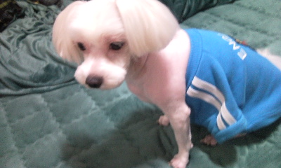 수원시 장안구 영화동 말티즈 남아 찾습니다