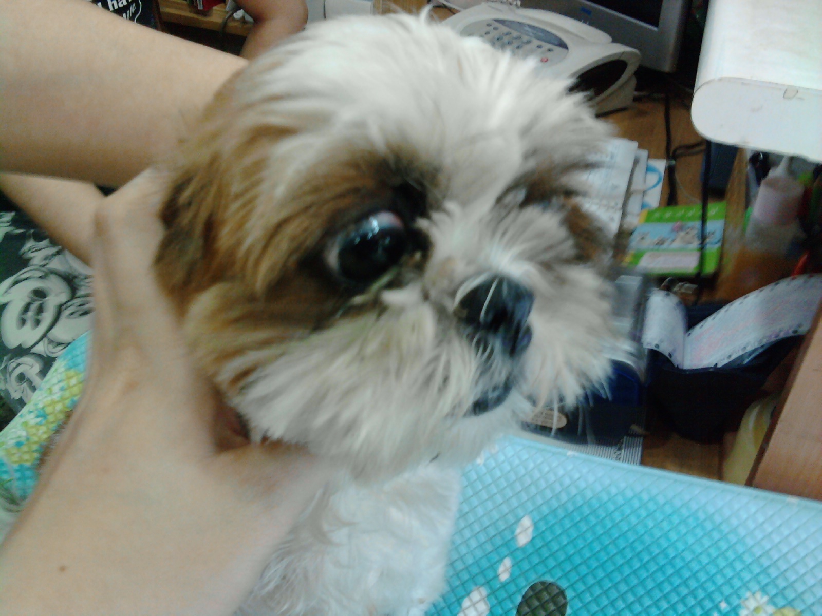 부천 소사, 성가병원(성모병원) 앞, 시츄여아 1년 미만, 주인찾습니다! 