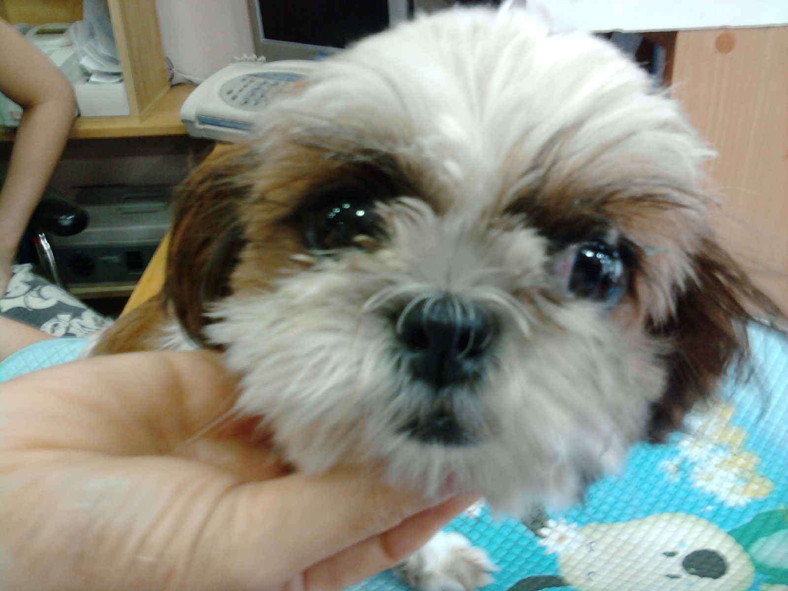 부천 소사, 성가병원(성모병원) 앞, 시츄여아 1년 미만, 주인찾습니다! 