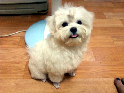 경기도 부천 부천전화국 근처에서 분실 말티즈암컷