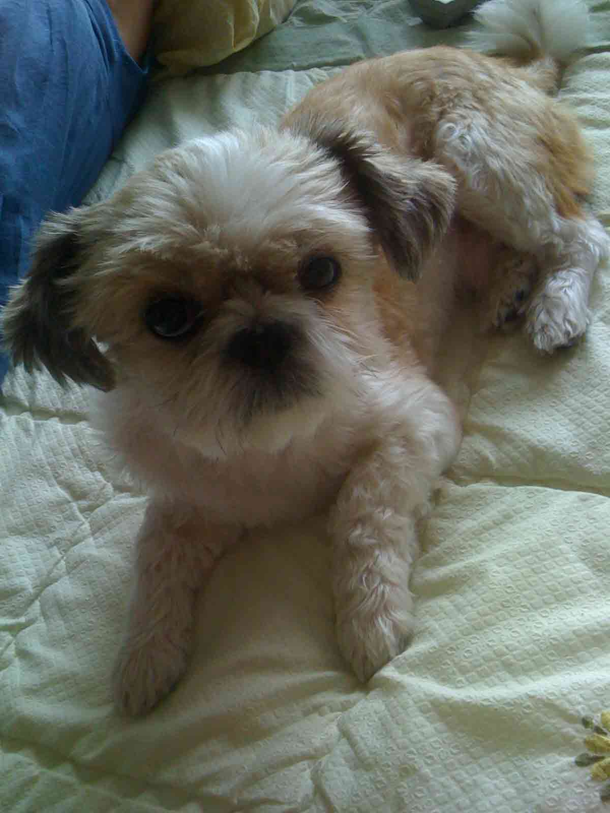 부산시 동구 범일1동/ 시츄 남아를 찾습니다