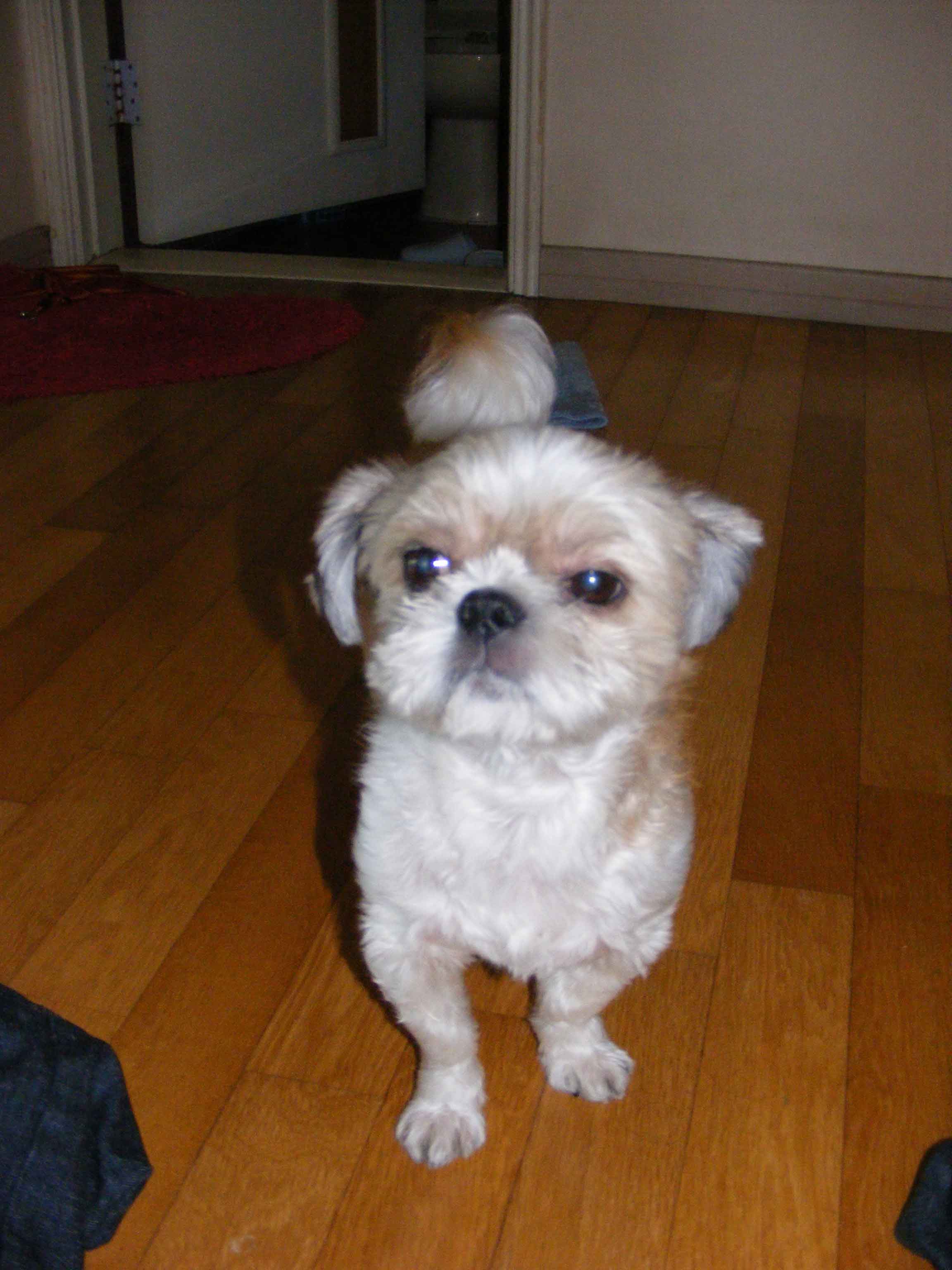 부산시 동구 범일1동/ 시츄 남아를 찾습니다