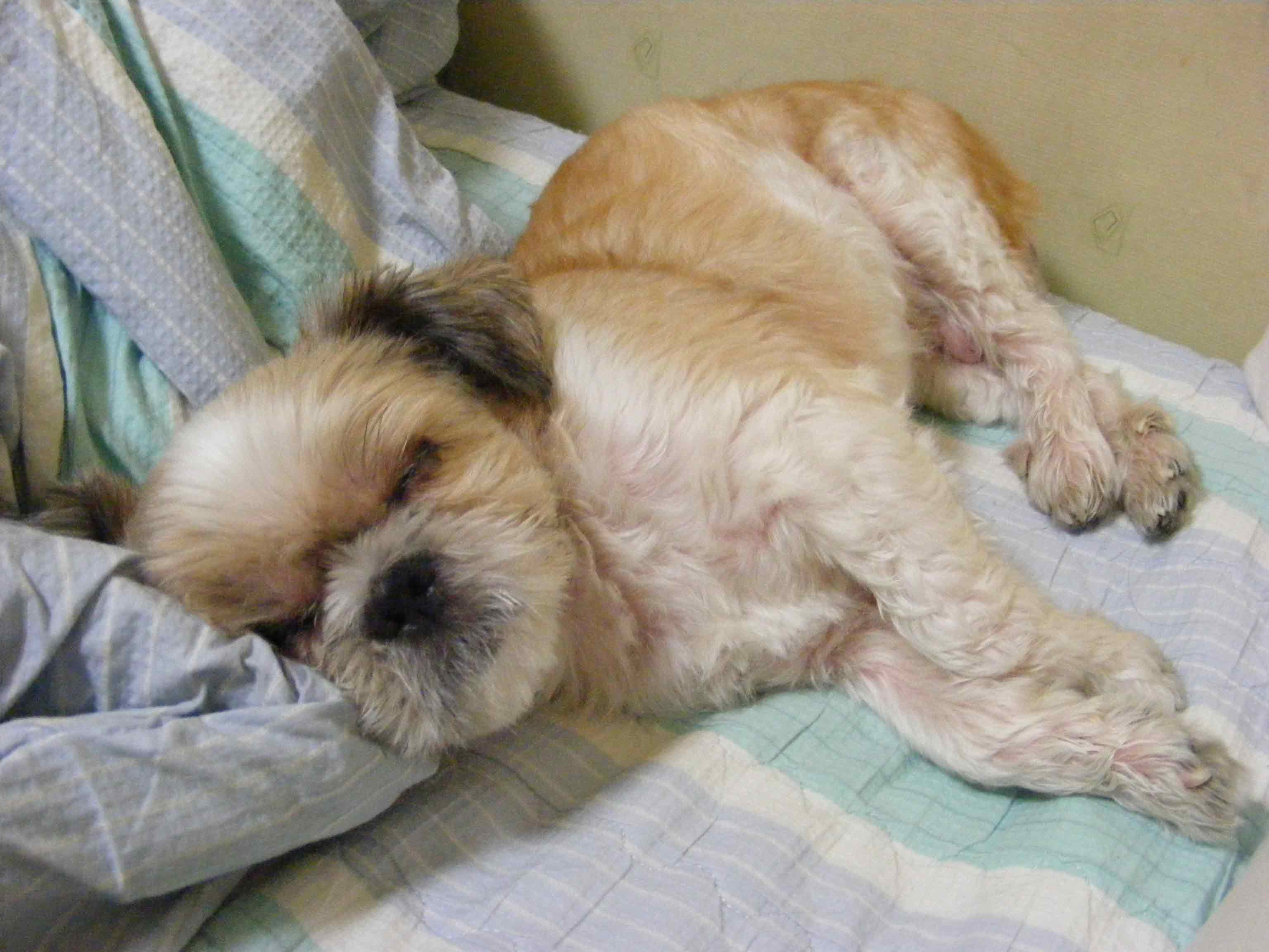 부산시 동구 범일1동/ 시츄 남아를 찾습니다