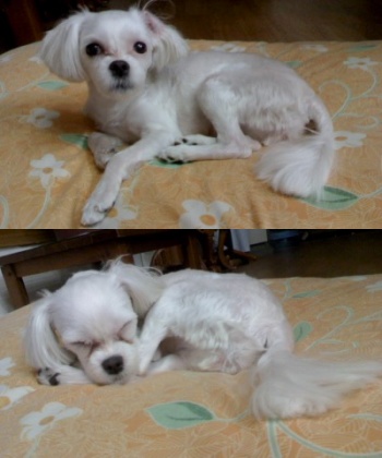 면목역 부근에서 잃어버린 말티즈 여아 찾습니다.