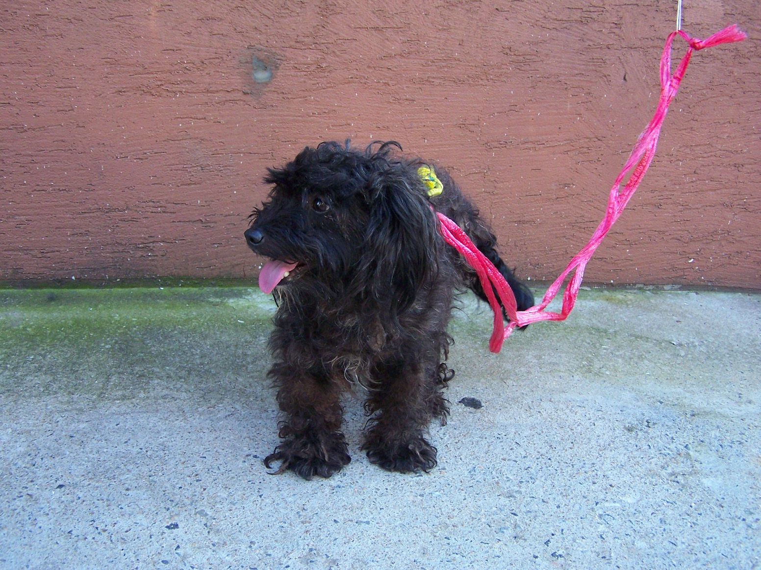 방화1동 검정색 강아지의 주인을 찾아요