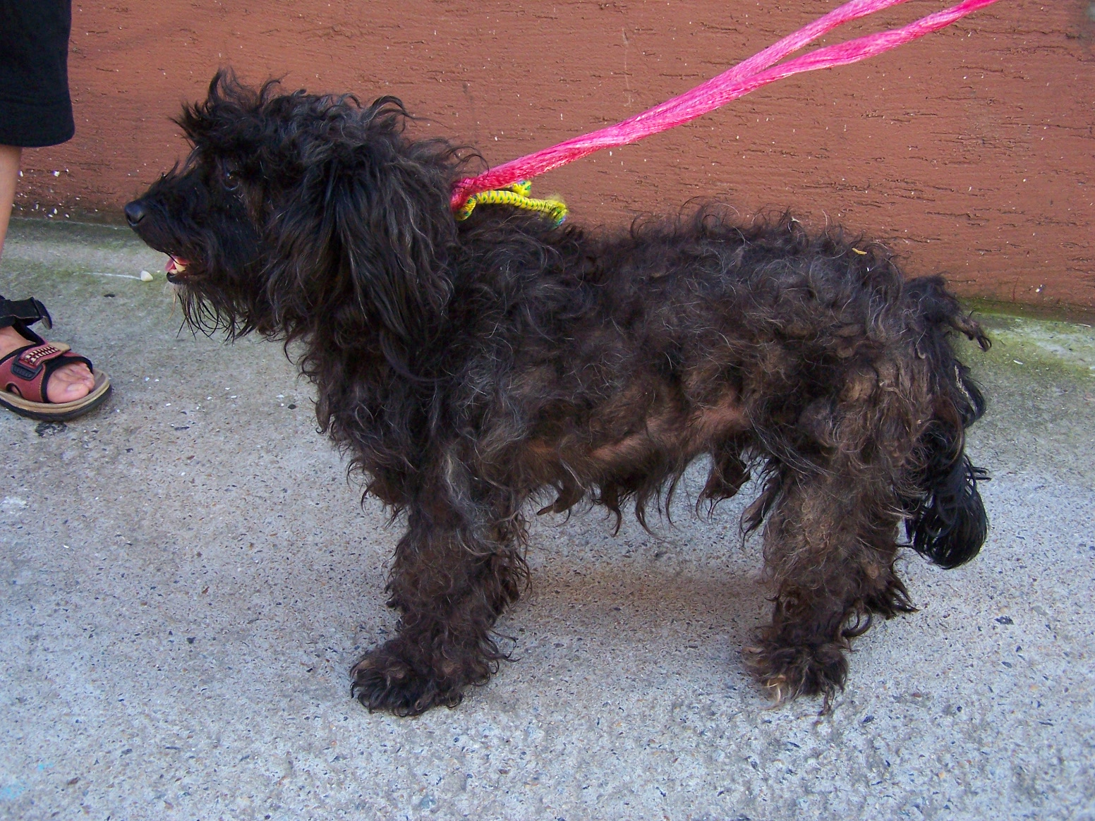 방화1동 검정색 강아지의 주인을 찾아요