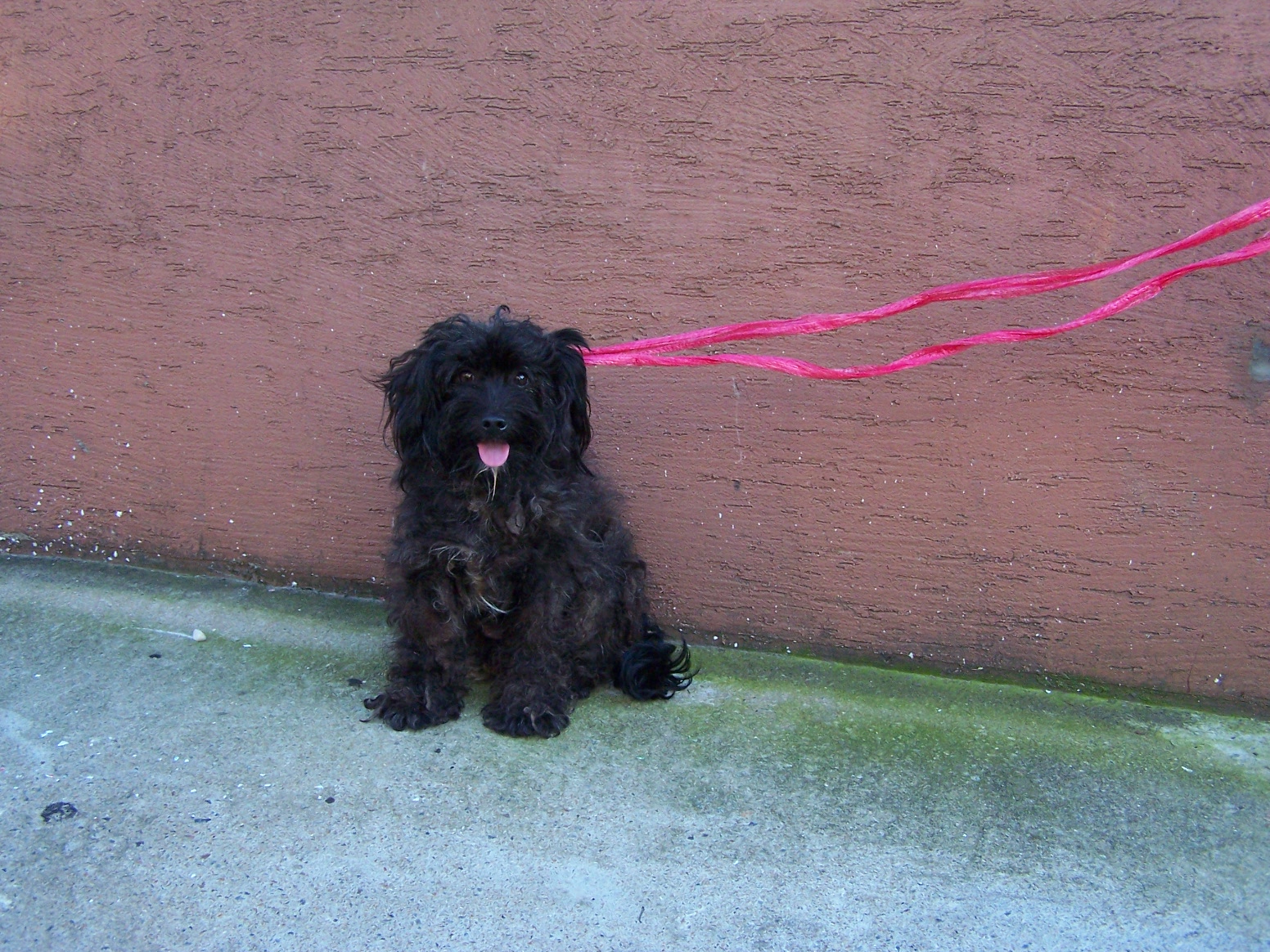 방화1동 검정색 강아지의 주인을 찾아요