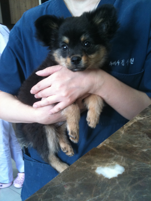 9월6일 밤8시 경,인사동에서 주인을 잃어버린 갓 3개월 된 강아지를 현재 보호하고 있습니다.