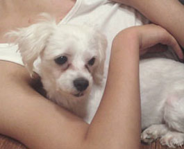 신대방삼거리,장승배기/ 우리문선이 찾아주세요