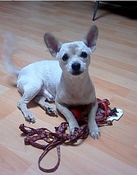 믹스견 다롱이 찾아주세요(인천 남동구)