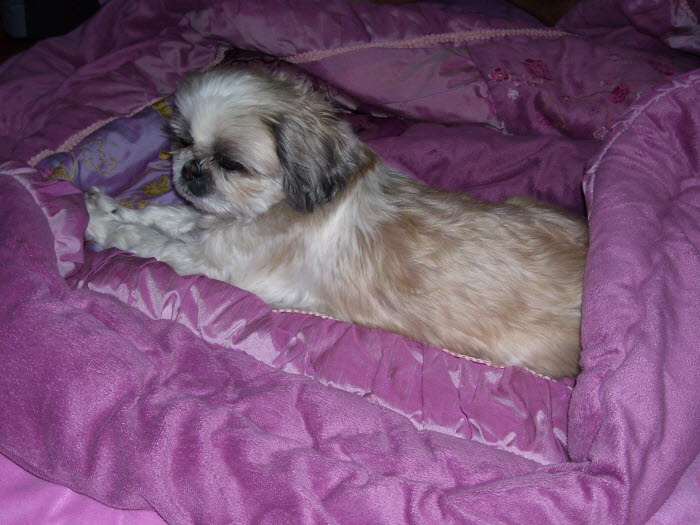 서울시 노원구 시츄(수컷)찾습니다..