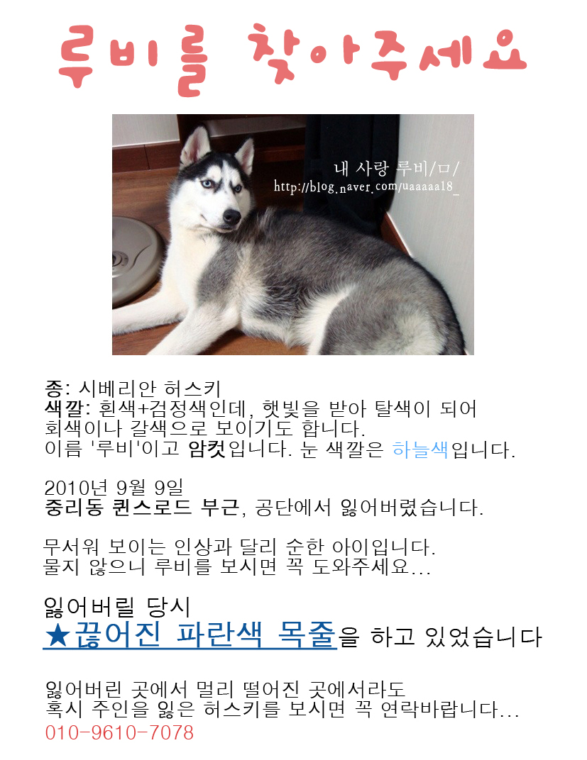 대구 시베리안허스키, 루비를 찾아주세요...