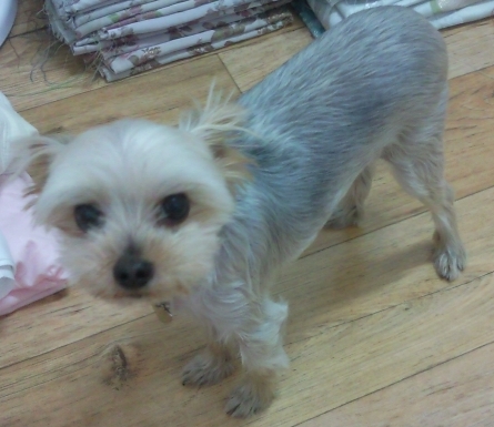 신월동 요크셔테리어 찾습니다. 