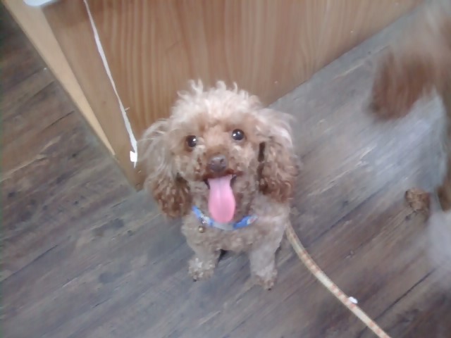 [충남공주]애프리 토이 푸들, 여아, 5세 찾아주세요!