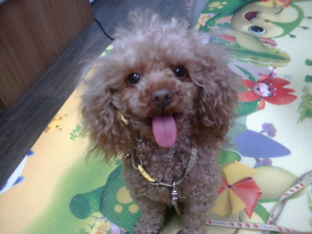 [충남공주]애프리 토이 푸들, 여아, 5세 찾아주세요!