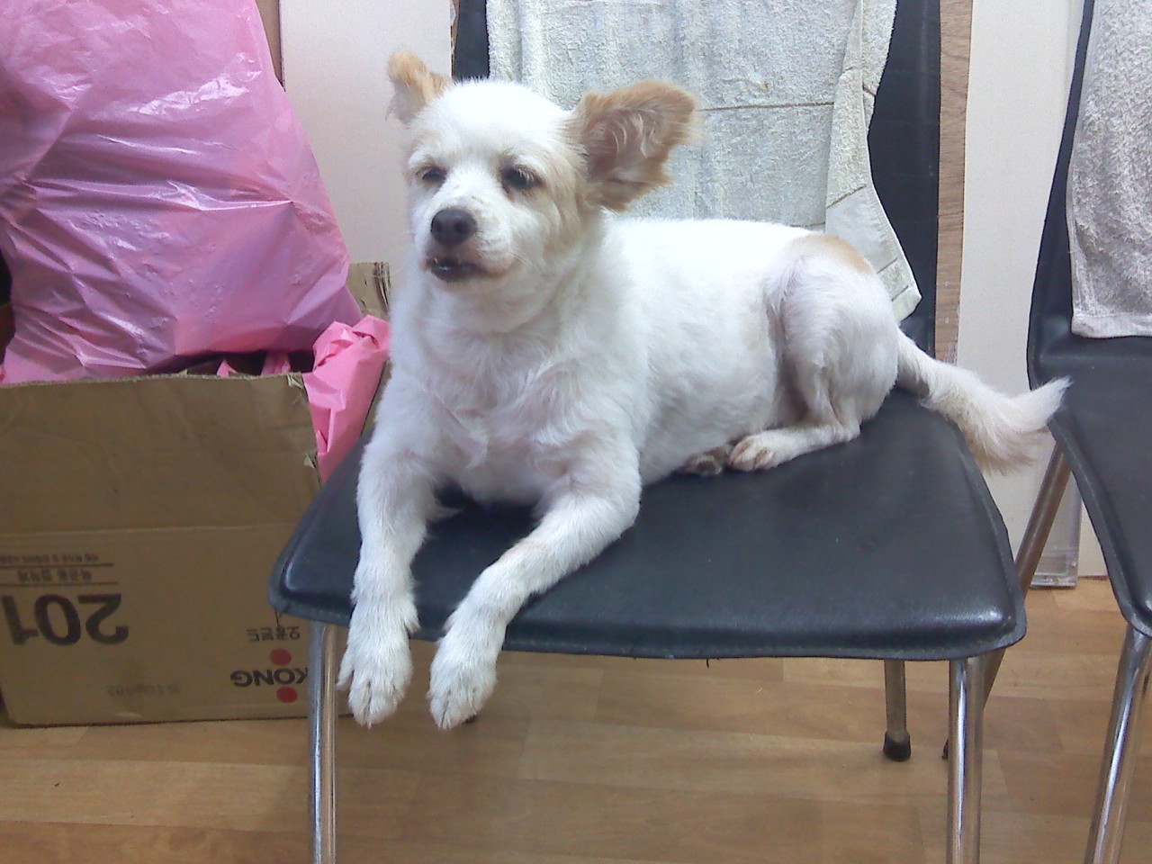 용산 한강로 2가에서 잃어버린 우리 또순이를 찾아주세요.