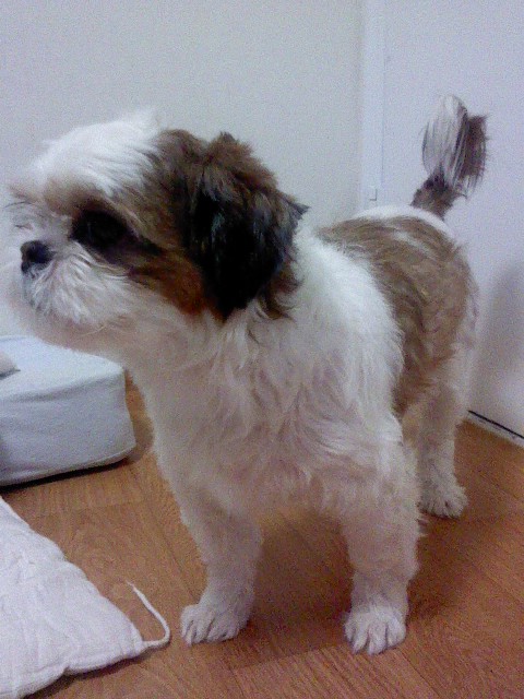 <서울시 노원구> 시츄 남아를 찾아요!!!!!