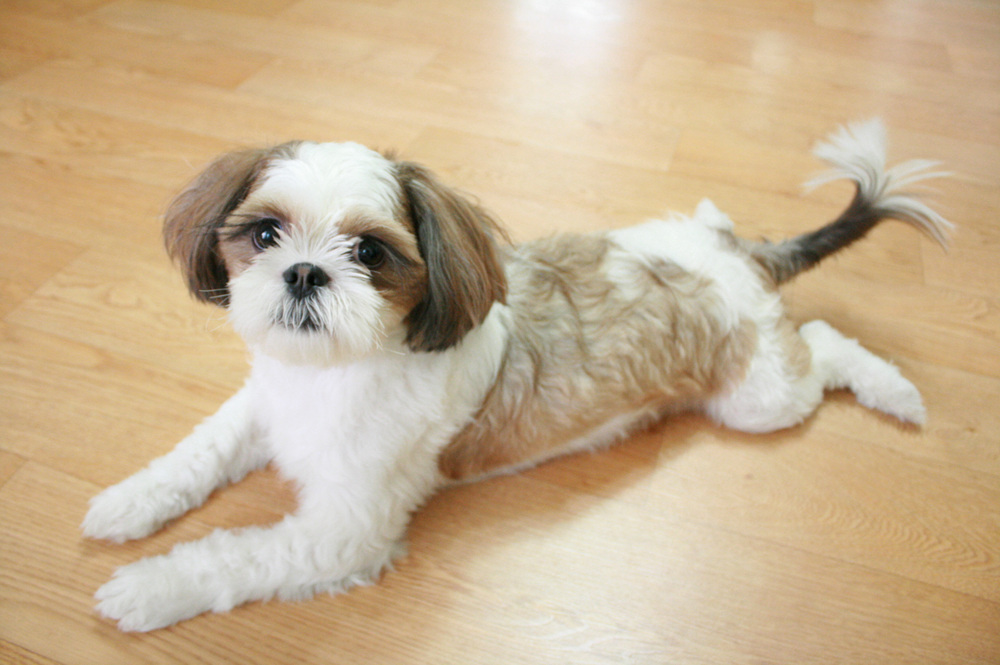 <서울시 노원구> 시츄 남아를 찾아요!!!!!