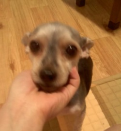 경기도 오산시 오산동에서 잃어버린 강아지를 찾아요