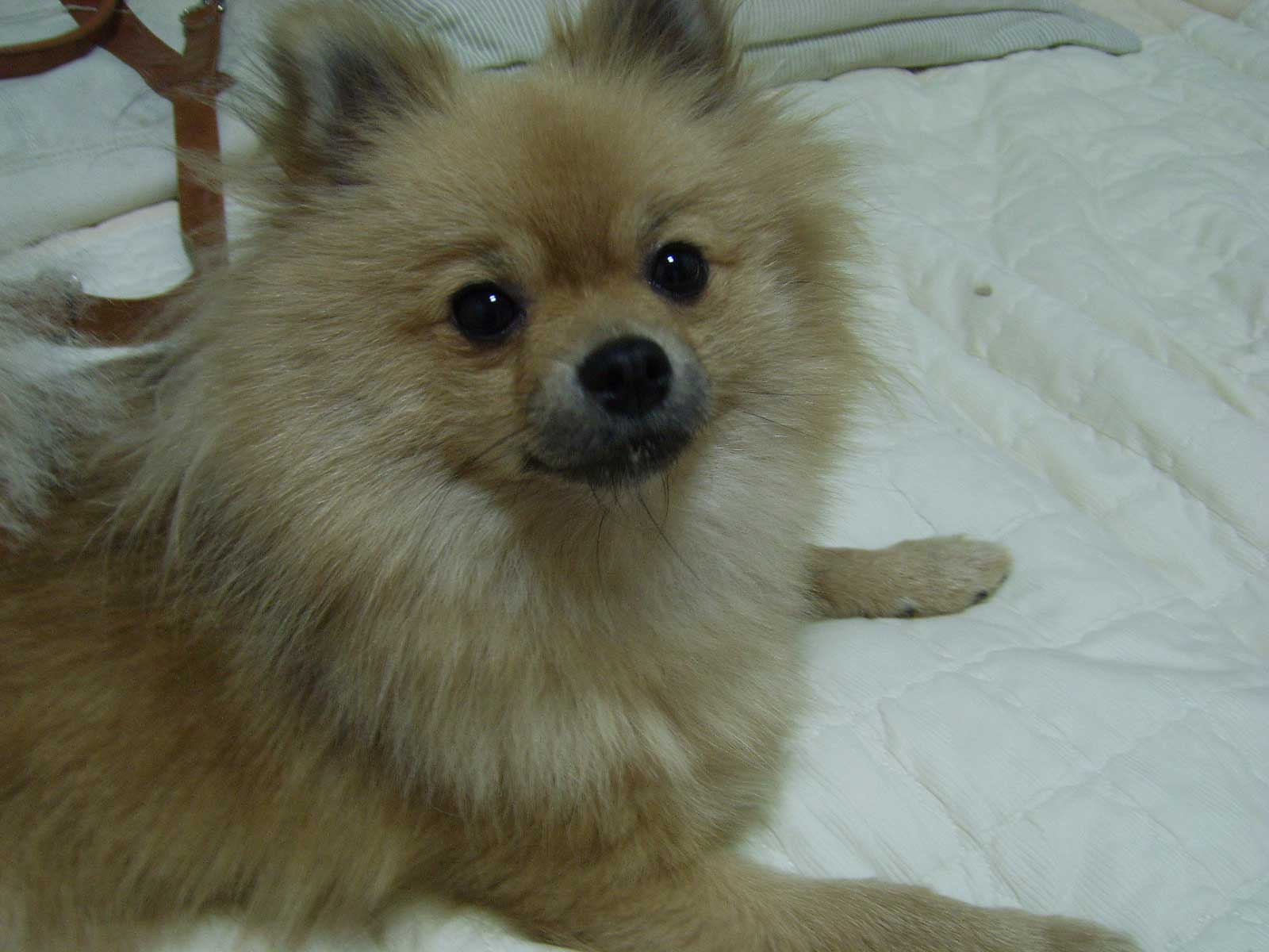 9월 11일 분당에서 잃어버린 포메 찾습니다.